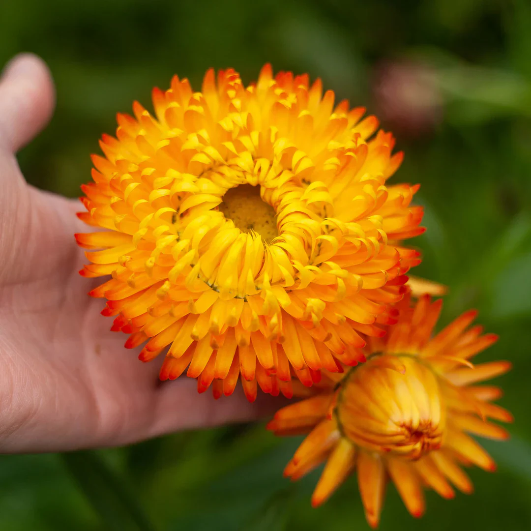 Orange Double Straw Flower Seeds