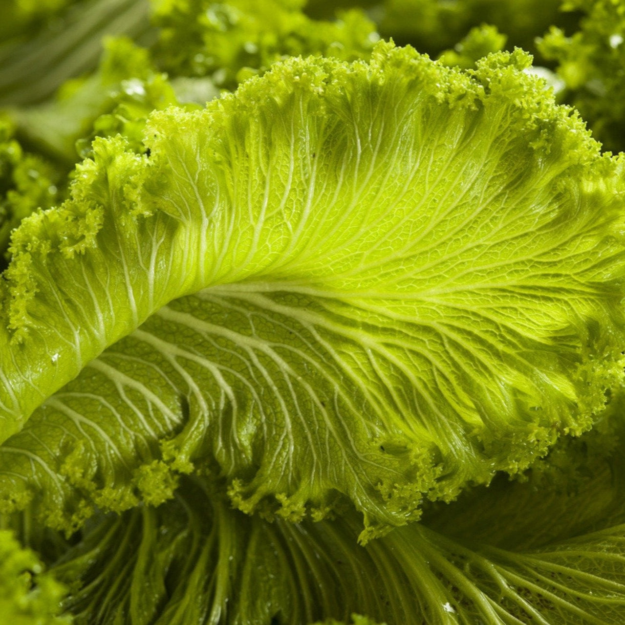 Semillas de verduras de mostaza verde Choy