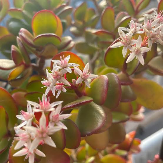 Crassula Flower seeds for Planting - Drought Tolerant, Heirloom & GMO Free Seeds for Home Garden