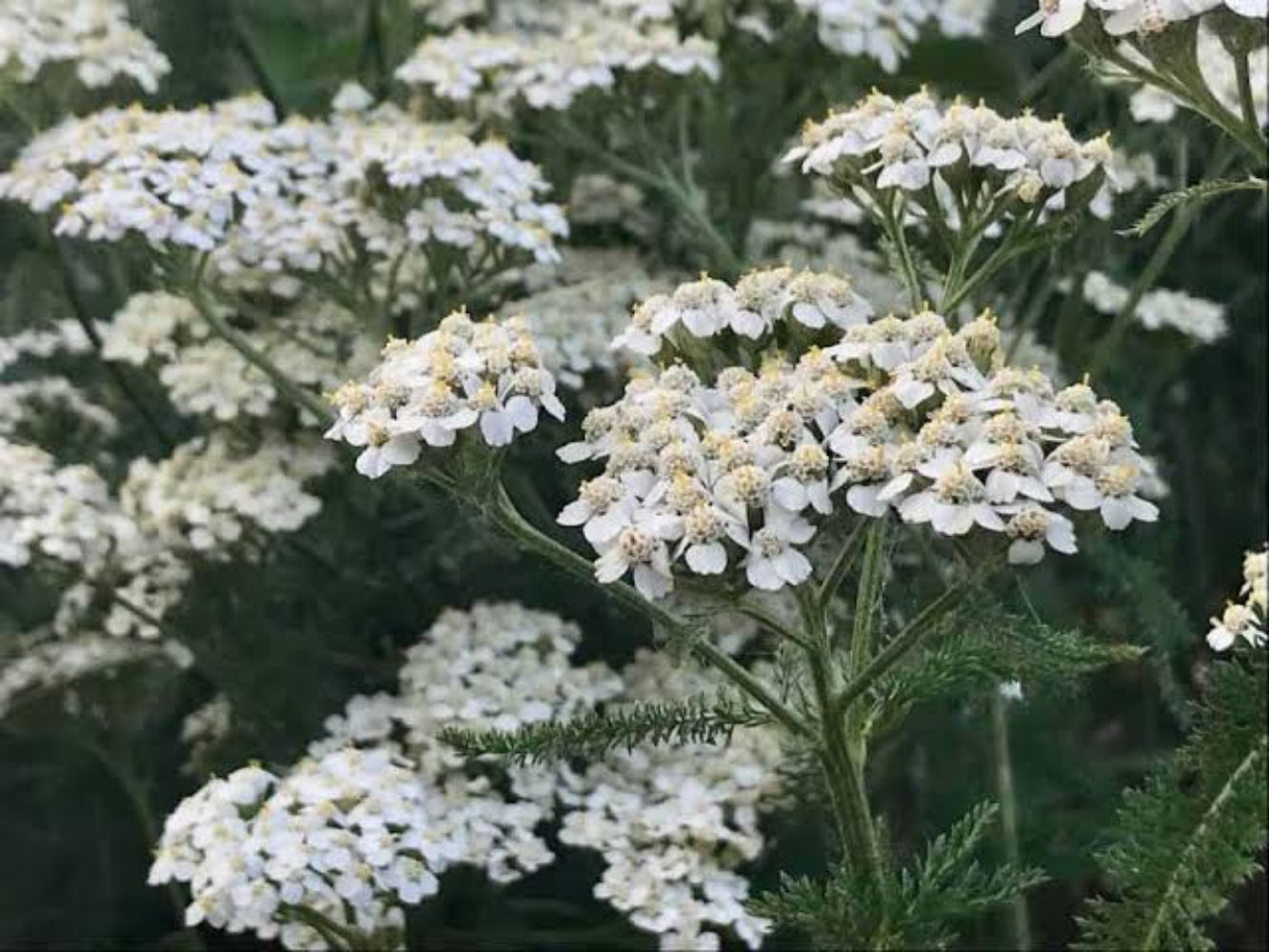 Achillea Millefolium (Common Yarrow) Seeds - Hardy Perennial with Vibrant Flower Clusters