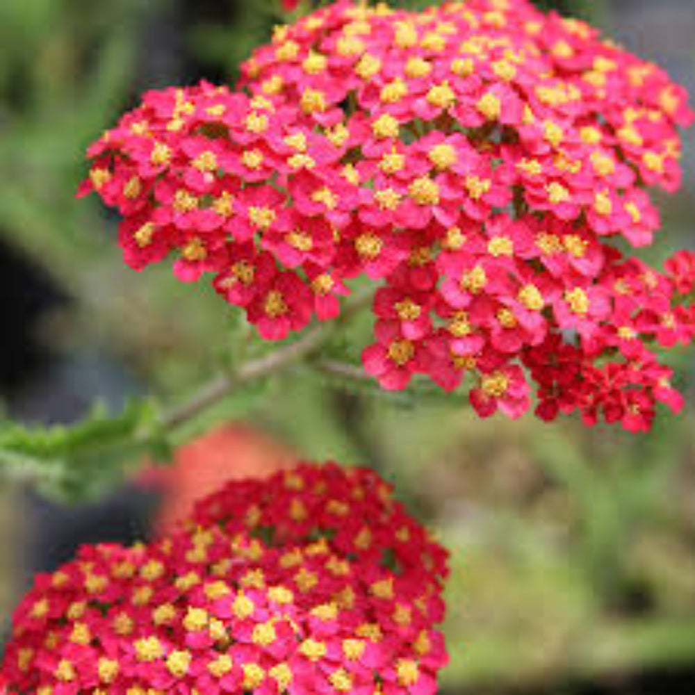 Achillea 'Paprika' Seeds - Bold Red-Orange Perennial with Vibrant Flower Clusters