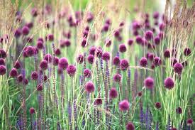 Sphaerocephalon Flower seeds for Planting - Sun Loving, Heirloom & GMO Free Seeds for Home Garden
Sale seeds for planting in home garden