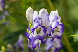Blue Aconitum Flower seeds for Planting - Sun Loving, Heirloom & GMO Free Seeds for Home Garden
Sale seeds for planting in home garden
