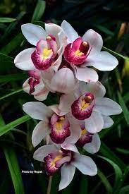 Pink & White Cymbidium Orchid Flower seeds for Planting - Perfect for Borders, Heirloom & GMO Free Seeds for Home Garden
Sale for planting in home garden.