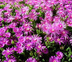 Pink Delosperma Flower seeds for Planting - Vibrant Colors, Heirloom & GMO Free Seeds for Home Garden
Sale for planting in home garden.