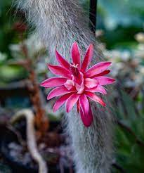 Hildewintera Colademononis- Monkey Tail Cactus - Cactus Flower seeds for Planting - Bright Blooms, Heirloom & GMO Free Seeds for Home Garden
Sale seeds for planting in home garden