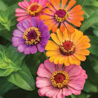 Single Petal Zinnia Mix Flower seeds for Planting Premium Quality Heirloom & GMO Free Seeds for Home Garden
Sale seeds for home garden planting