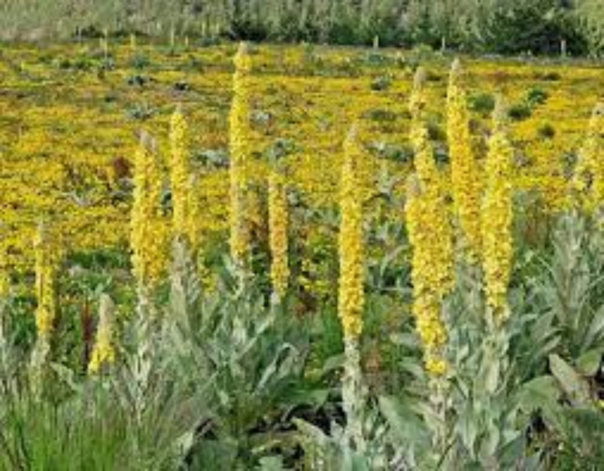 Yellow Woolly Mullein Flower seeds for Planting - Compact Growth, Heirloom & GMO Free Seeds for Home Garden
Sale seeds for planting in home garden