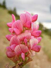 Heirloom Sainfoin Flower seeds for Planting - Pollinator Friendly, Heirloom & GMO Free Seeds for Home Garden
Sale seeds for planting in home garden