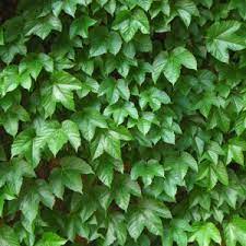 Green Boston Ivy Flower seeds for Planting Low Maintenance Heirloom & GMO Free Seeds for Home Garden
Sale seeds for home garden planting