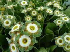 Green Shade Auricula Flower seeds for Planting - Shade Tolerant, Heirloom & GMO Free Seeds for Home Garden
Sale for planting in home garden.