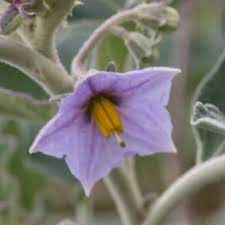 Solanum Flower seeds for Planting - Pollinator Friendly, Heirloom & GMO Free Seeds for Home Garden
Sale seeds for planting in home garden