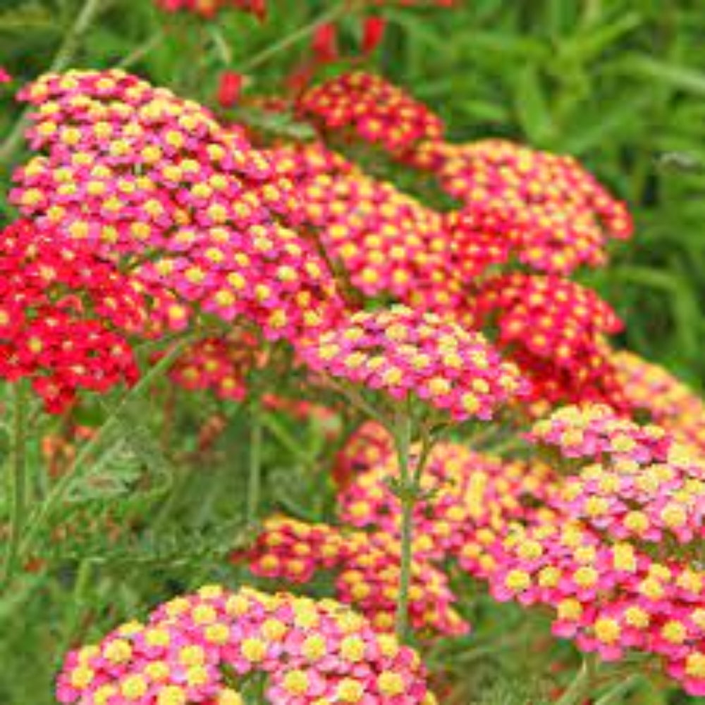 Achillea 'Paprika' Seeds - Bold Red-Orange Perennial with Vibrant Flower Clusters