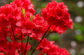 Semi di arbusto Azalea Red Cumberland