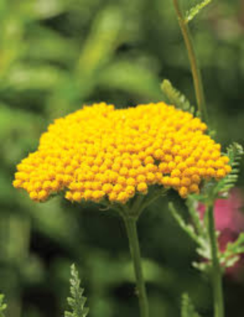 Achillea 'Coronation Gold' Seeds - Bright Yellow Perennial with Hardy, Long-Lasting Blooms