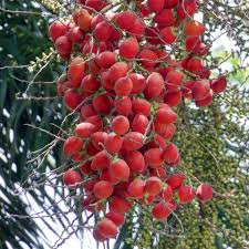 Foxtail Palm Plant Seeds