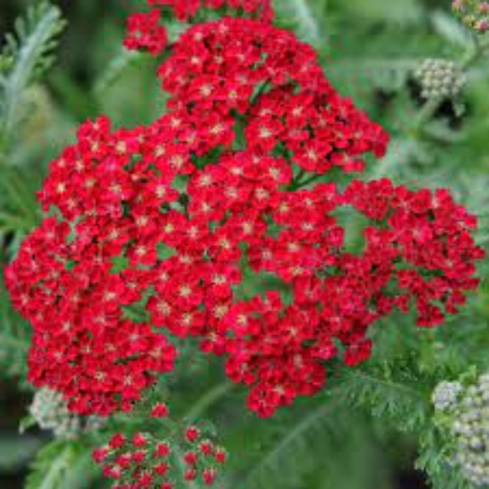 Achillea 'Colorado Red' Seeds - Rich Red Perennial with Bold Flower Clusters