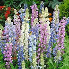 Hartwegi Flower seeds for Planting Colorful Display Heirloom & GMO Free Seeds for Home Garden
Sale