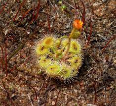 Drosera Glanduligera (Pimpernel Sundew) Flower seeds for Planting - Sun Loving, Heirloom & GMO Free Seeds for Home Garden
Sale seeds for planting in home garden
