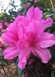 Pink Rhododendron Flower seeds for Planting - Sun Loving, Heirloom & GMO Free Seeds for Home Garden
Sale for planting in home garden.