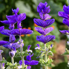 Salvia Viridis Flower Seeds
