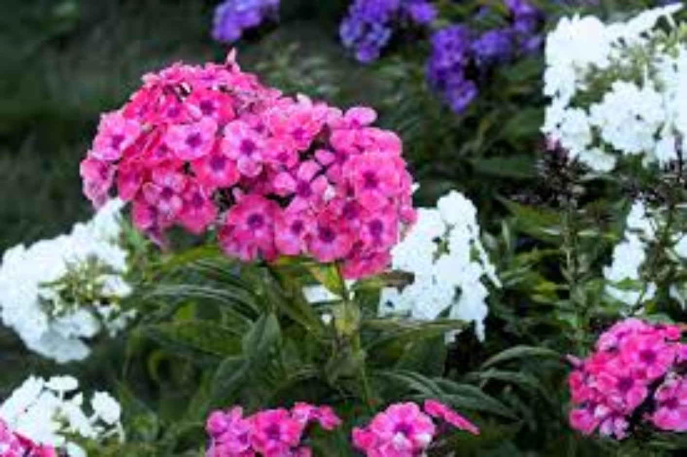 Phlox Seeds – Brilliant Mix Annual Blooms