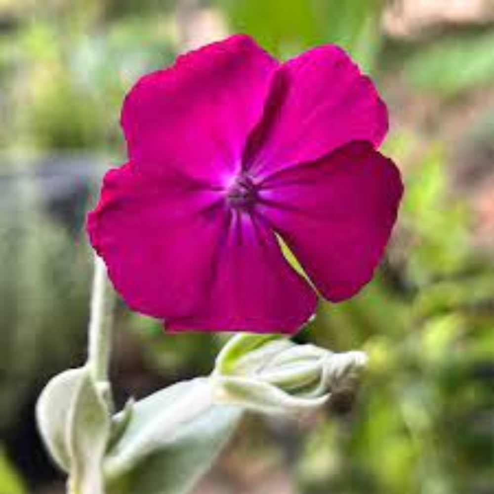campion flower seeds Rose Campion Flower Seeds for Planting – Heirloom, Non-GMO, Easy to Gr – Pure Asia Seeds