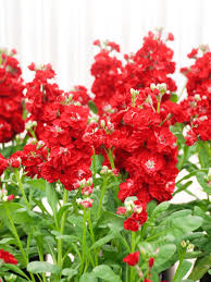 Red Matthiola Flower seeds for Planting - Fragrant Blossoms, Heirloom & GMO Free Seeds for Home Garden