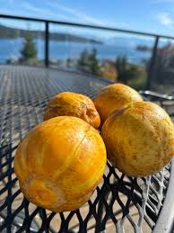 Lemon Cucumber Seeds – Round & Refreshing Heirloom