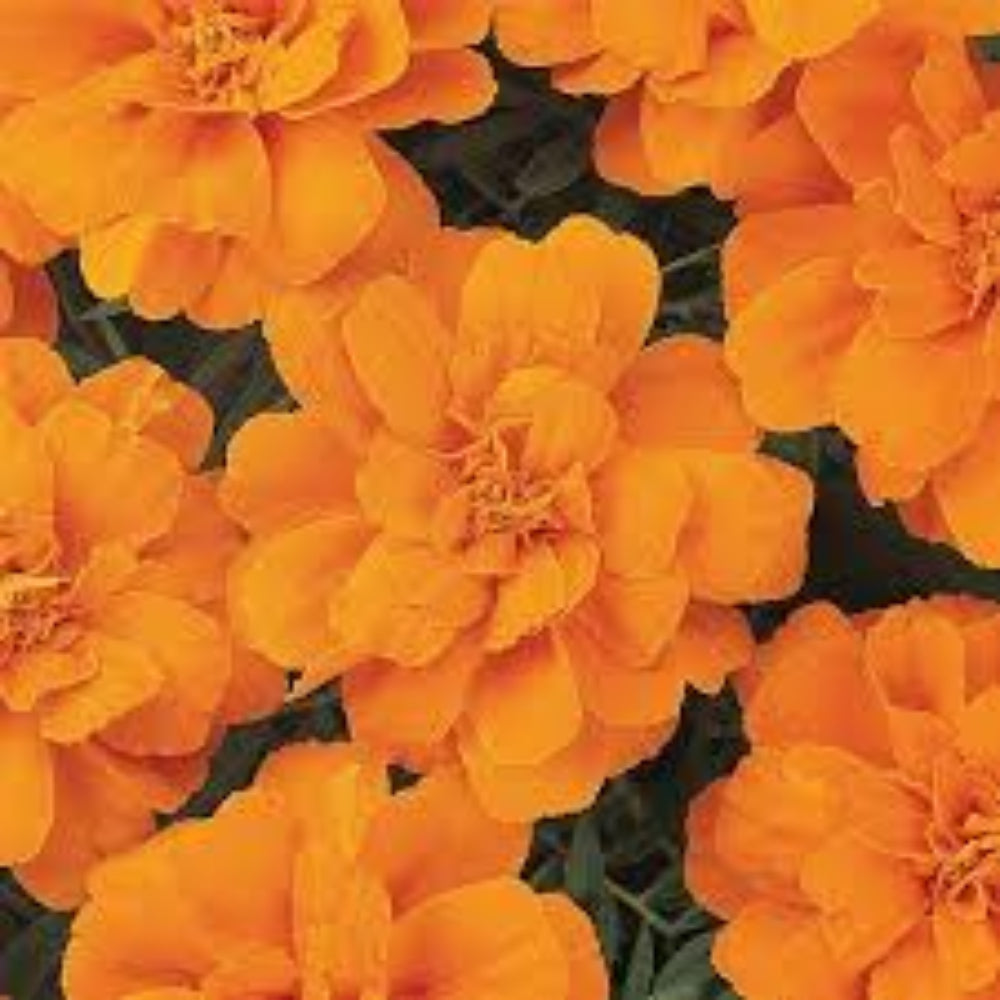 French Marigold 'Durango Tangerine' – Lively Tangerine Orange Garden Flower