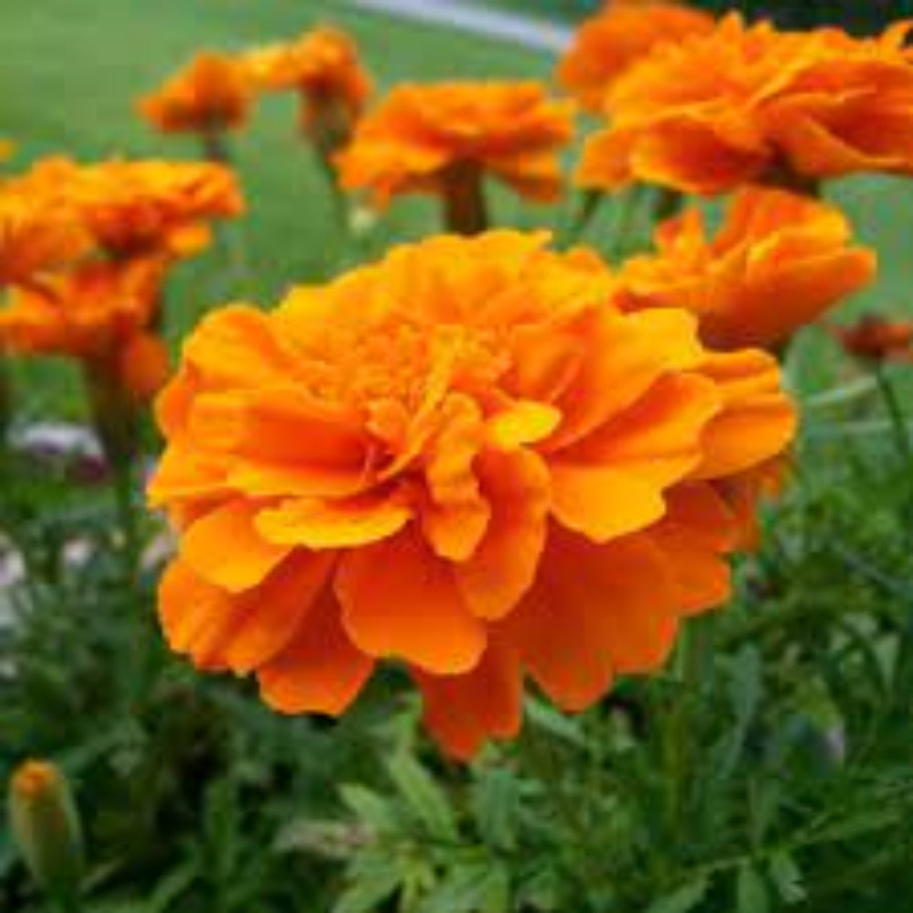 French Marigold 'Durango Tangerine' – Lively Tangerine Orange Garden Flower