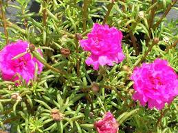 Moss Rose Flower Seeds