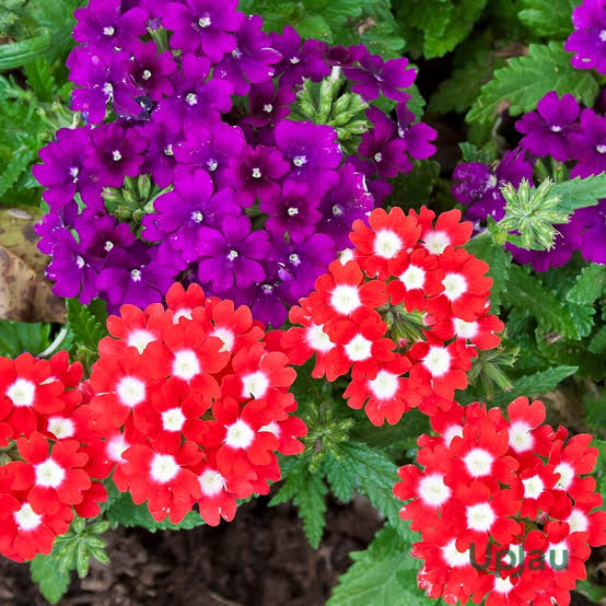 Mixed Verbena Flower seeds for Planting - Fragrant Blossoms, Heirloom & GMO Free Seeds for Home Garden