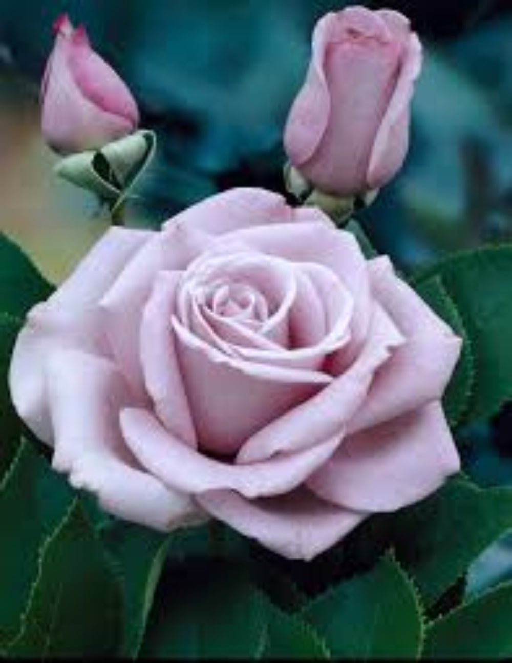 Climbing Blue Moon Rose - Lavender Blue Climbing Rose Bush for Your Garden