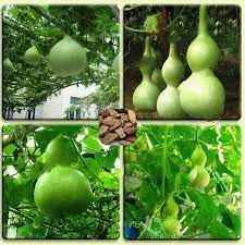 巨大なヒョウタン野菜の種