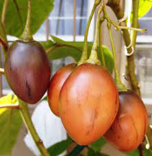Semillas de Solanum Betaceum (Tomate de árbol, Tamarillo)