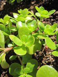 Golden Purslane Vegetable Seeds