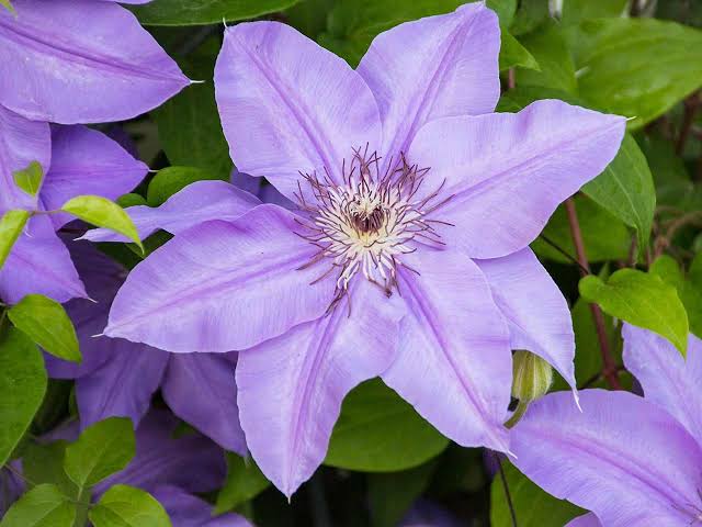 Clematis Flower seeds for Planting - Long Bloom Season, Heirloom & GMO Free Seeds for Home Garden