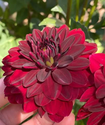 Arabian Night Dahlia Flower seeds for Planting - Wildflower Mix, Heirloom & GMO Free Seeds for Home Garden
Sale