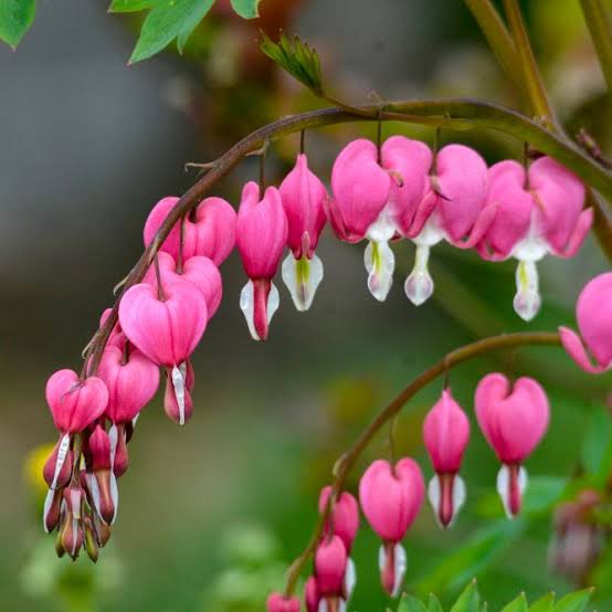 Bleeding Heart Flower seeds for Planting - Compact Growth, Heirloom & GMO Free Seeds for Home Garden
