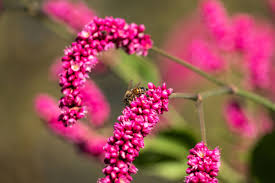 Kiss-Me-Over-The-Garden-Gate (Polygonum orientale) Shrub Seeds for Planting – Heirloom, Non-GMO, Easy to Grow, Annual