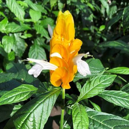Yellow Pachystachys Lutea Flower seeds for Planting - Sun Loving, Heirloom & GMO Free Seeds for Home Garden