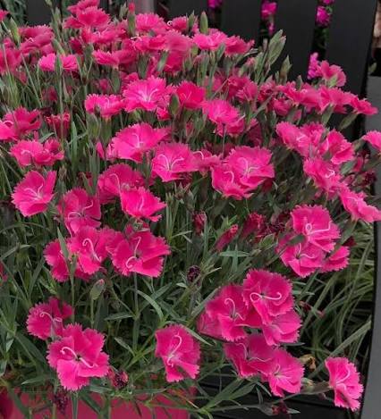 Light Pink Dianthus Flower seeds for Planting - Hardy Variety, Heirloom & GMO Free Seeds for Home Garden