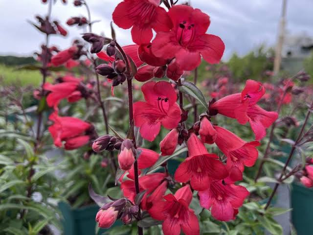 Red Penstemon Flower seeds for Planting - Long Bloom Season, Heirloom & GMO Free Seeds for Home Garden