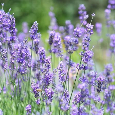 English Lavender (Lavandula angustifolia) Flower seeds for Planting - Premium Quality, Heirloom & GMO Free Seeds for Home Garden