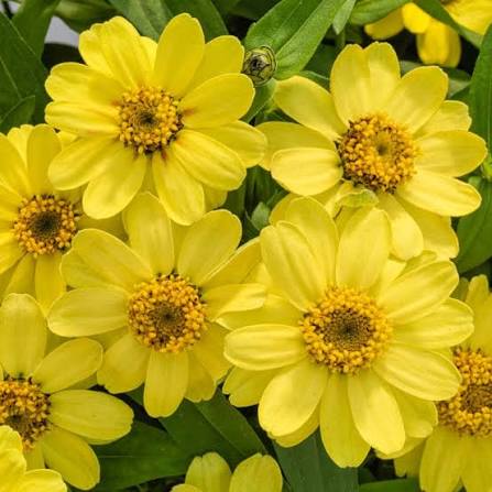 Yellow Profusion Flower seeds for Planting - Shade Tolerant, Heirloom & GMO Free Seeds for Home Garden