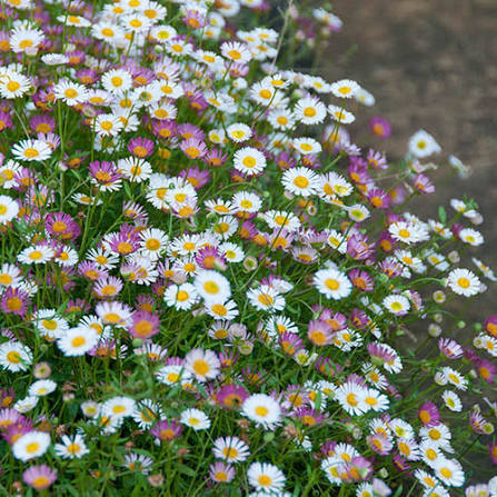 Mixed Karvinskianus Profusion Flower seeds for Planting - Perfect for Borders, Heirloom & GMO Free Seeds for Home Garden