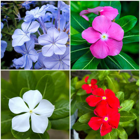 Periwinkle Flower seeds for Planting - Hardy Variety, Heirloom & GMO Free Seeds for Home Garden