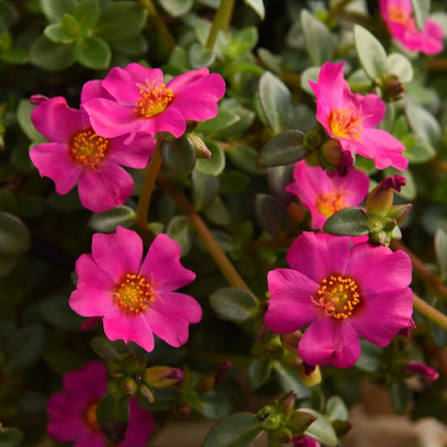 Pink Dorotheanthus Flower seeds for Planting - Colorful Display, Heirloom & GMO Free Seeds for Home Garden