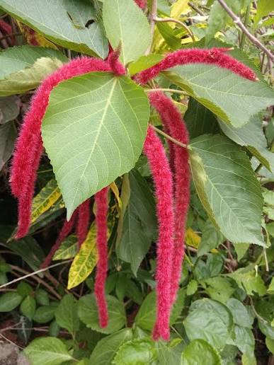 Monkey Tail Flower seeds for Planting - Premium Quality, Heirloom & GMO Free Seeds for Home Garden